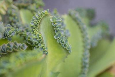 Close-up of crassulacae plant