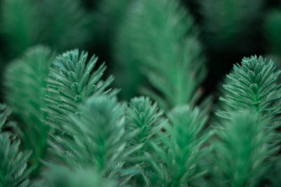 Close-up of pine cone