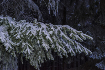 Close-up of snow covered pine trees