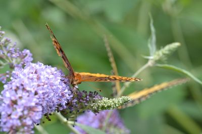 Close-up of insect on flower