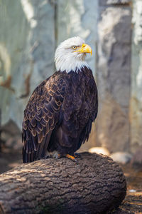 Close-up of eagle perching on rock