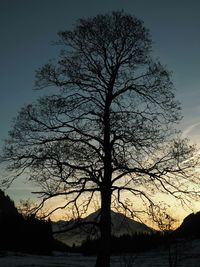Silhouette of bare tree at sunset