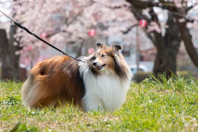 Dog on field