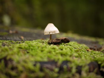 Close-up of mushroom on field