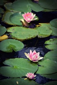 Close-up of lotus water lily in pond