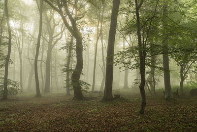 Trees in forest