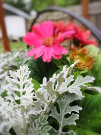 Close-up of red flowers