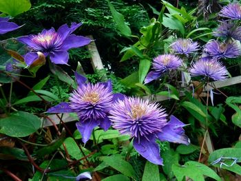 Close-up of purple flowers
