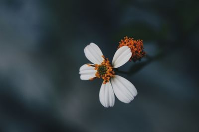 Close-up of white flower blooming outdoors