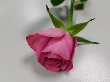 Close-up of pink rose