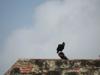 Low angle view of bird on building against sky