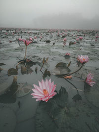 Close-up of pink water lily in lake against sky
