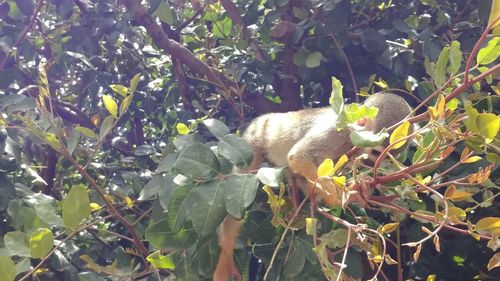 View of fruit tree