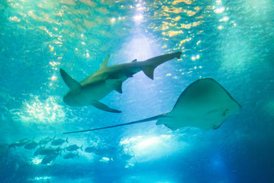 Fish swimming in sea