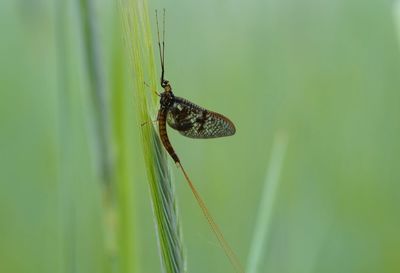 Close-up of insect on grass