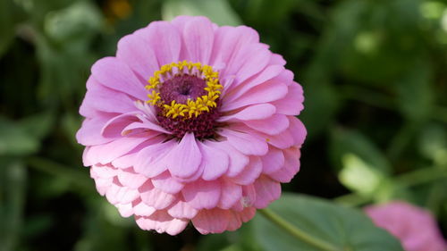 Close-up of pink flower