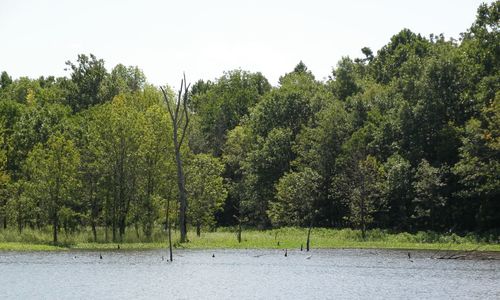 Trees on landscape