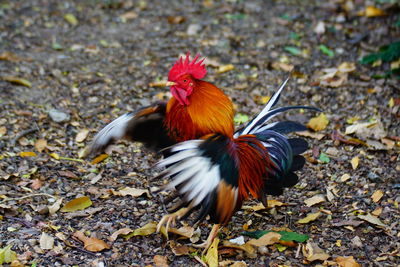 View of a bird on land