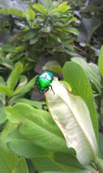 Close-up of insect on leaf