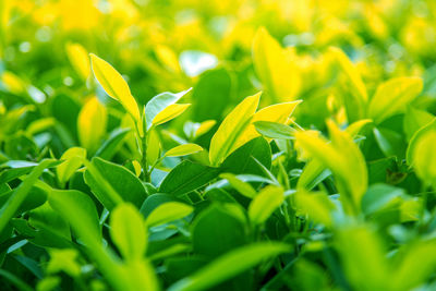 Full frame shot of plants