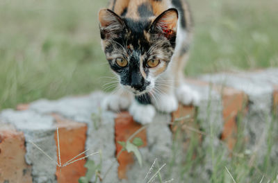 Close-up portrait of cat