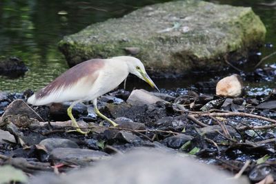 View of duck on rock