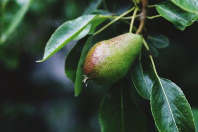 Close-up of pear growing on tree