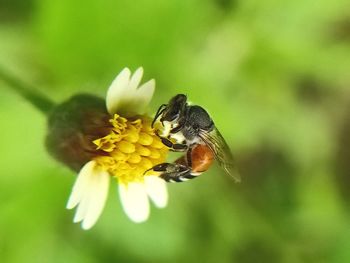 Close-up of bee pollinating on flower