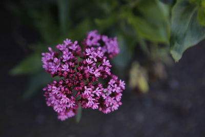 Close-up of purple flowering plant