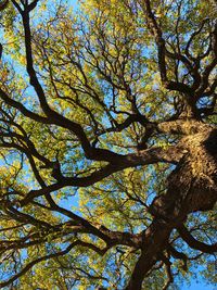 Low angle view of tree against sky