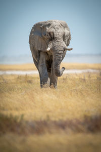 African bush elephant faces camera in grass