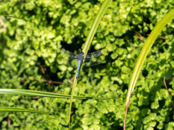 Close-up of damselfly on leaf