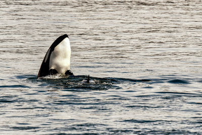 Orka whale breaching