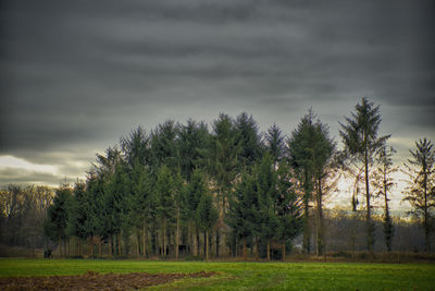 Pine trees in forest against sky