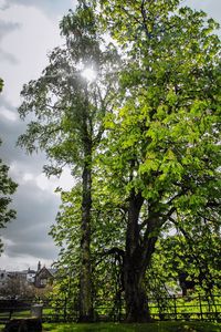 Trees against sky