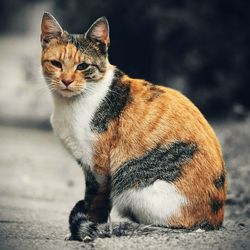 Cat sitting on floor