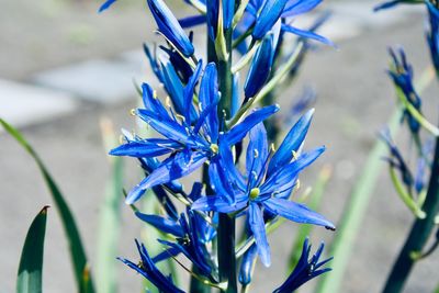 Close-up of blue flowering plant
