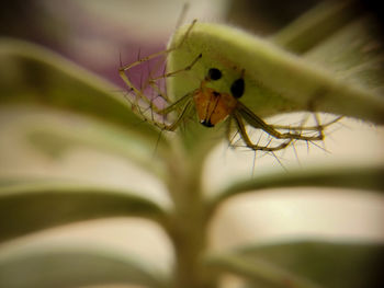 Close-up of insect on leaf