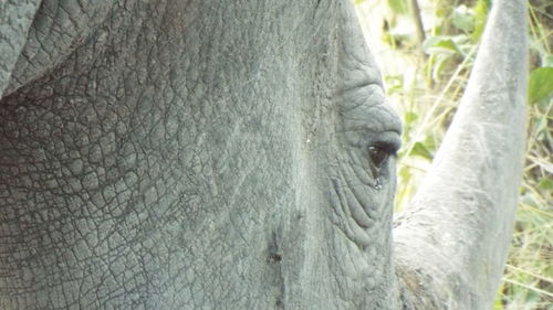 Close-up of elephant in zoo