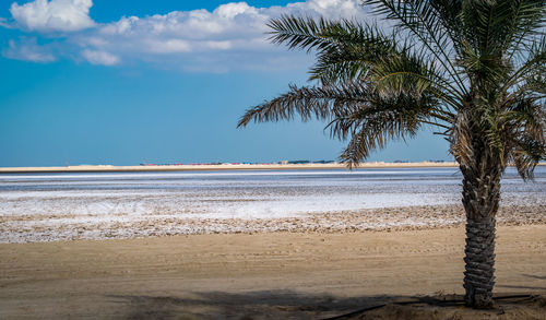 A view of ruwais desert in abu dhabi during winter season, ice on desert