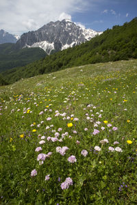 Scenic view of fresh white flowers on field against sky