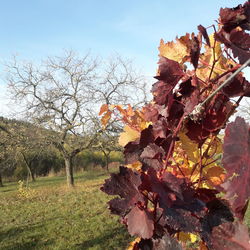 Low angle view of flowering trees on field against sky