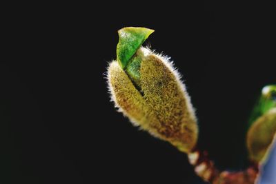 Close-up of insect on leaf against black background