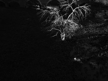 Close-up of star field at night