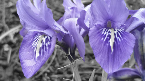 Close-up of purple flowers