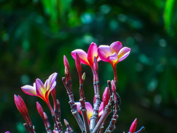 Close-up of pink flowering plant