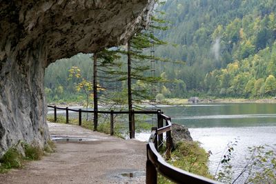 Scenic view of river in forest