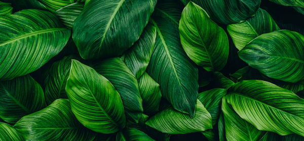 Full frame shot of green leaves