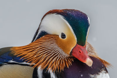 Mandarin duck in snow