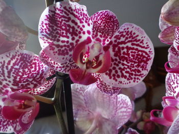 Close-up of pink orchids